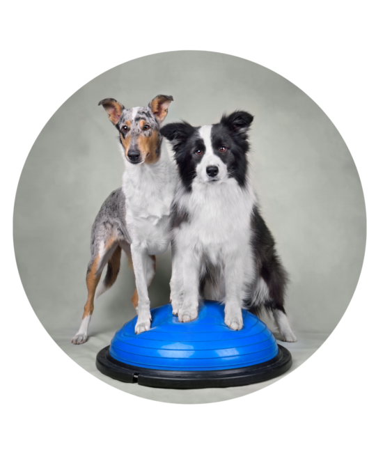 Treningi Nosework, Fitness